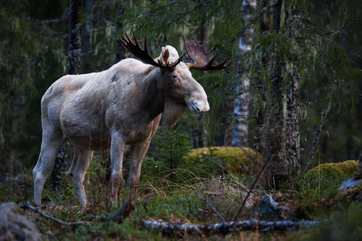 How to Experience Swedish Wildlife Safaris Ethically